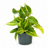 Philodendron Scandens Brasil (15cm, Ø12cm) im Kulturtopf