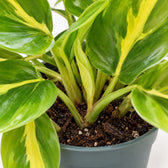 Philodendron Scandens Brasil (15cm, Ø12cm), Nahaufnahme Wuchs und Triebansatz