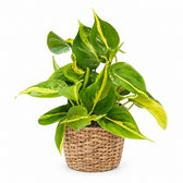 Philodendron Scandens Brasil (15cm, Ø12cm), Stylingbeispiel im Übertopf (Übertopf nicht enthalten)