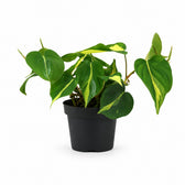 Philodendron Scandens Brasil (20cm, Ø12cm) im Kulturtopf