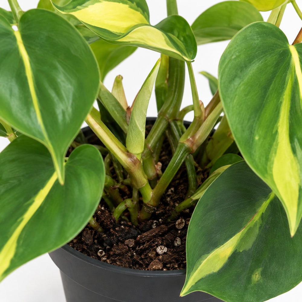 Philodendron Scandens Brasil (20cm, Ø12cm), Nahaufnahme Wuchs und Triebansatz
