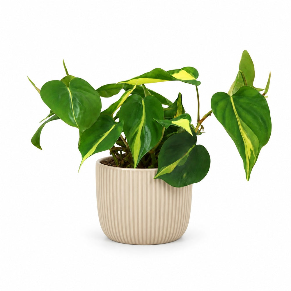 Philodendron Scandens Brasil (20cm, Ø12cm), Stylingbeispiel im Übertopf (Übertopf nicht enthalten)