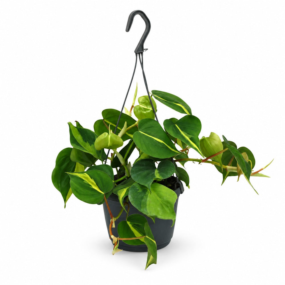 Philodendron Scandens Brasil (35cm, Ø15cm) im Kulturtopf
