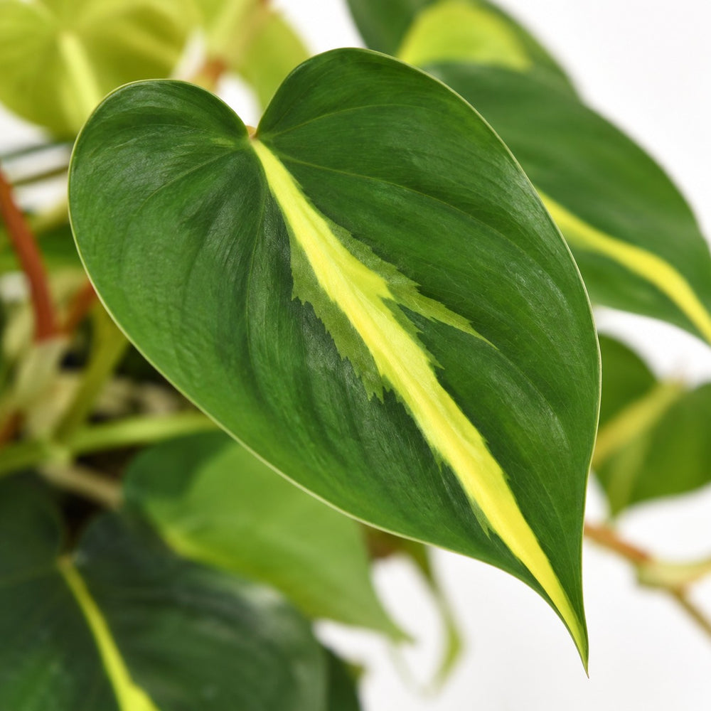 Philodendron Scandens Brasil (35cm, Ø15cm), Nahaufnahme Blatt