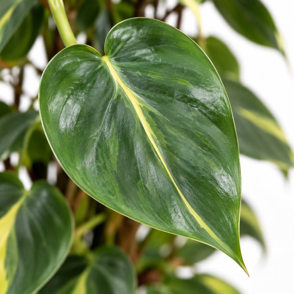 Philodendron Scandens Brasil, Nahaufnahme Blatt