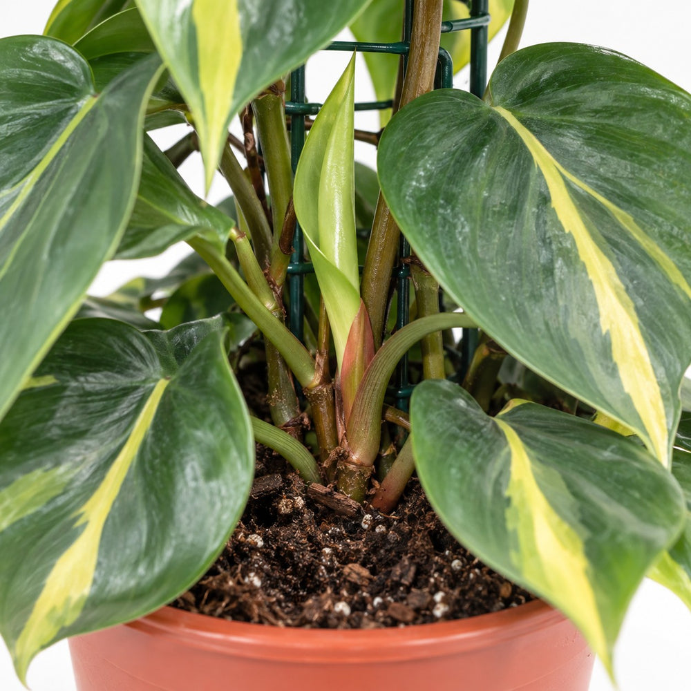 Philodendron Scandens Brasil, Nahaufnahme Wuchs und Triebansatz