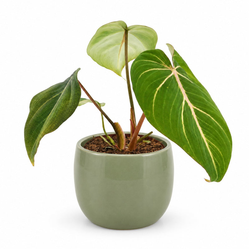 Philodendron Selloum Atom Detail