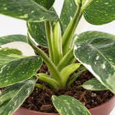 Philodendron White Princess (25cm, Ø12cm), Nahaufnahme Wuchs und Triebansatz