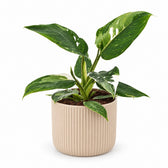 Philodendron White Princess (25cm, Ø12cm), Stylingbeispiel im Übertopf (Übertopf nicht enthalten)