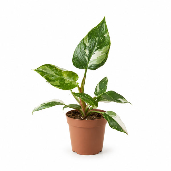 Philodendron White Princess (30cm, Ø12cm) im Kulturtopf