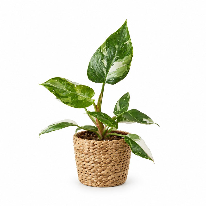 Philodendron White Princess Detail