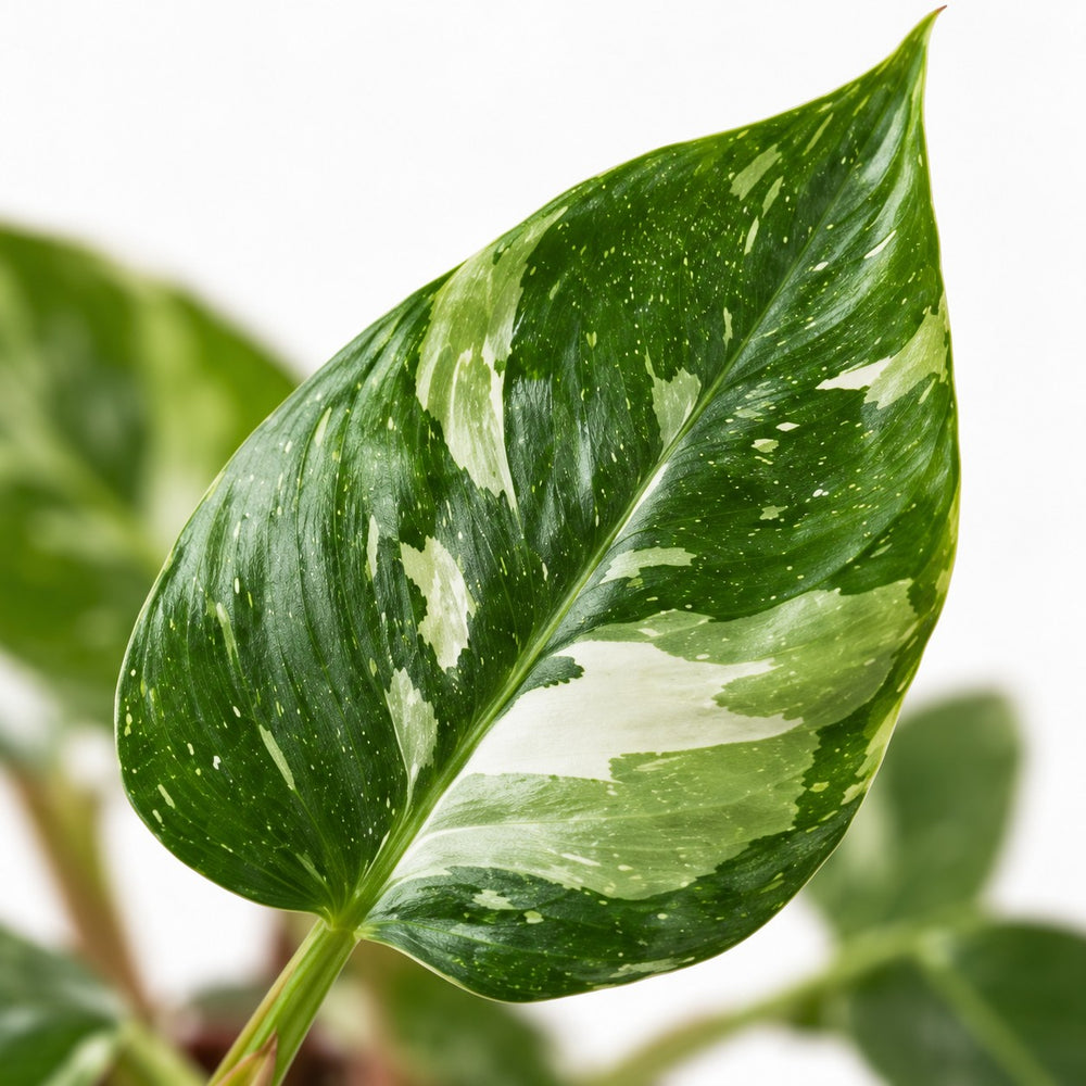 Philodendron White Princess, Nahaufnahme Blatt