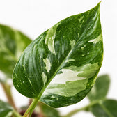 Philodendron White Princess, Nahaufnahme Blatt