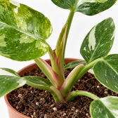 Philodendron White Princess, Nahaufnahme Wuchs und Triebansatz