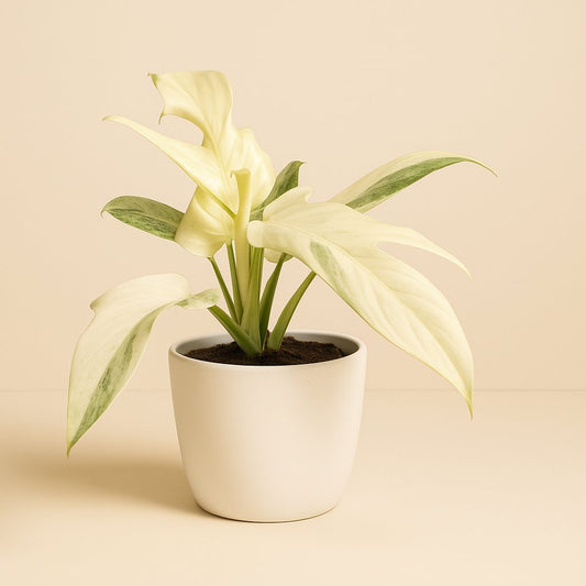 Philodendron Florida Ghost -30cm