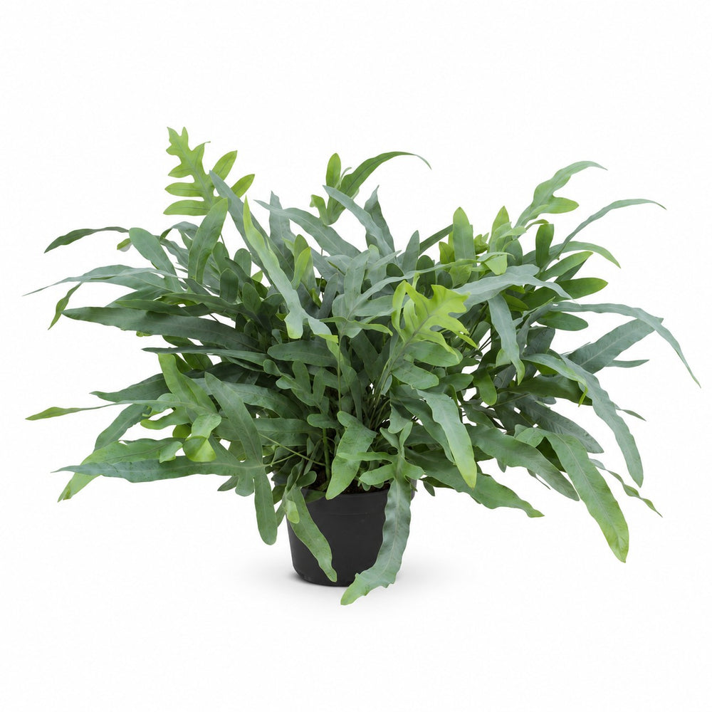 Phlebodium Aureum Blue Star - 50cm im Kulturtopf