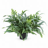 Phlebodium Aureum Blue Star - 50cm im Kulturtopf