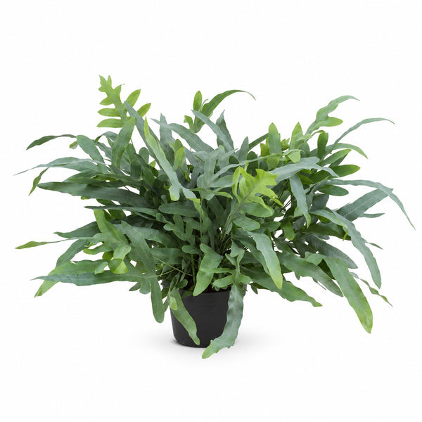 Phlebodium Aureum Blue Star - 50cm im Kulturtopf