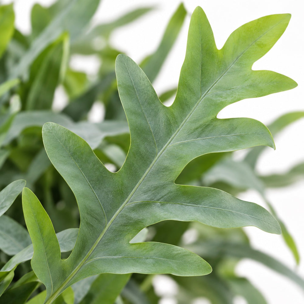 Phlebodium Aureum Blue Star, Nahaufnahme Blatt