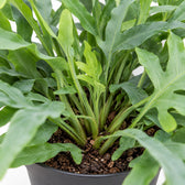 Phlebodium Aureum Blue Star, Nahaufnahme Wuchs und Triebansatz