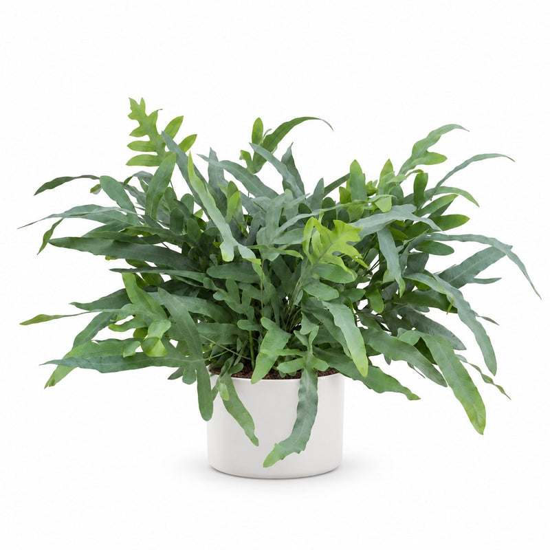 Phlebodium Aureum Blue Star - 50cm Detail