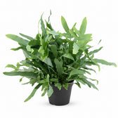 Phlebodium Blue Fern (40cm, Ø14cm) im Kulturtopf
