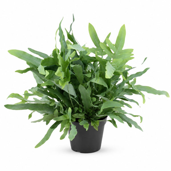 Phlebodium Blue Fern (40cm, Ø14cm) im Kulturtopf