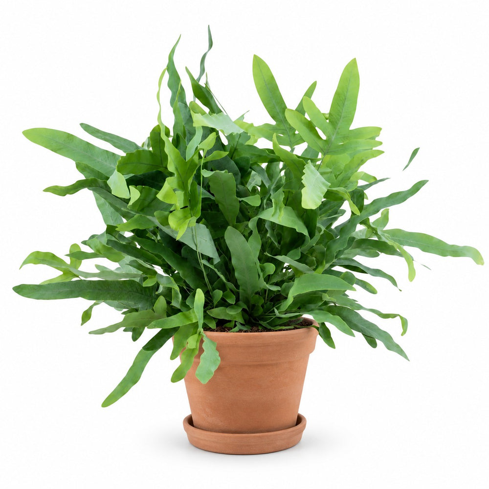 Phlebodium Blue Fern (40cm, Ø14cm), Stylingbeispiel im Übertopf (Übertopf nicht enthalten)