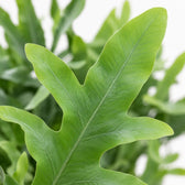 Phlebodium Blue Fern, Nahaufnahme Blatt