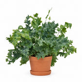 Phlebodium Davana - 35cm, Stylingbeispiel im Übertopf (Übertopf nicht enthalten)