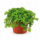 Pilea Depressa - 15cm im Kulturtopf