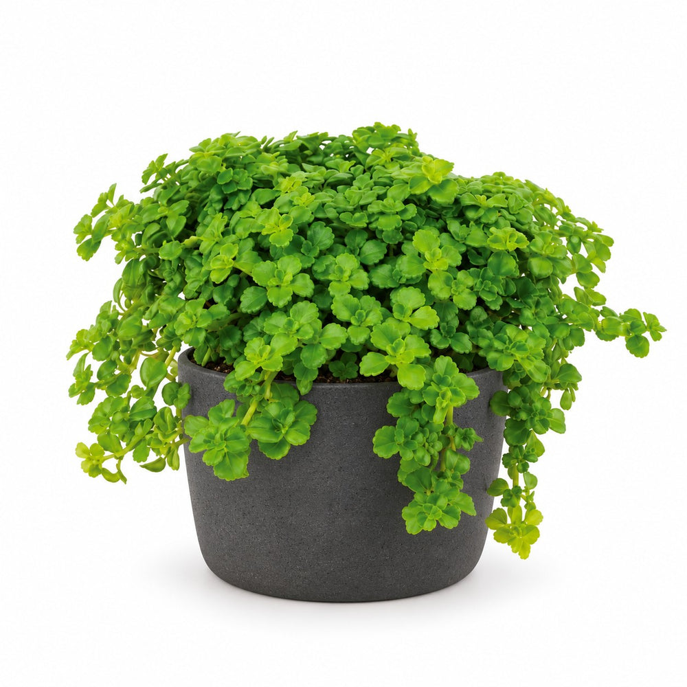 Pilea Depressa - 15cm, Stylingbeispiel im Übertopf (Übertopf nicht enthalten)