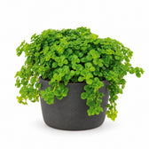 Pilea Depressa - 15cm, Stylingbeispiel im Übertopf (Übertopf nicht enthalten)
