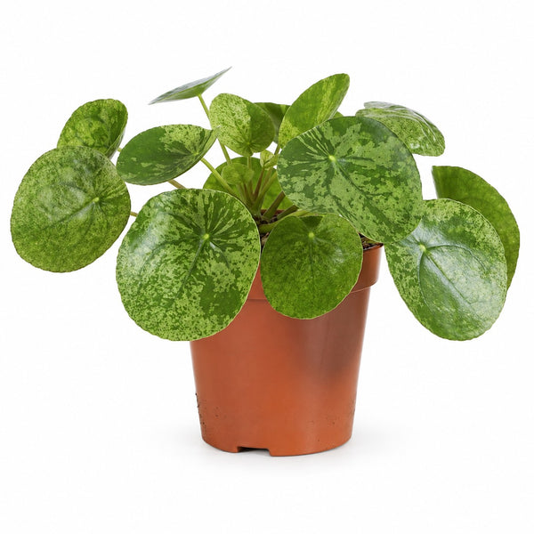 Pilea Mojito - 20cm im Kulturtopf