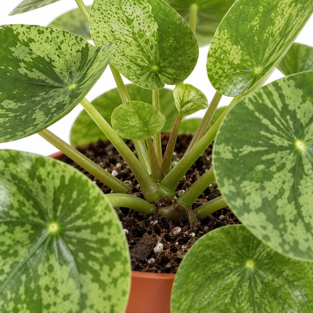 Pilea Mojito, Nahaufnahme Wuchs und Triebansatz