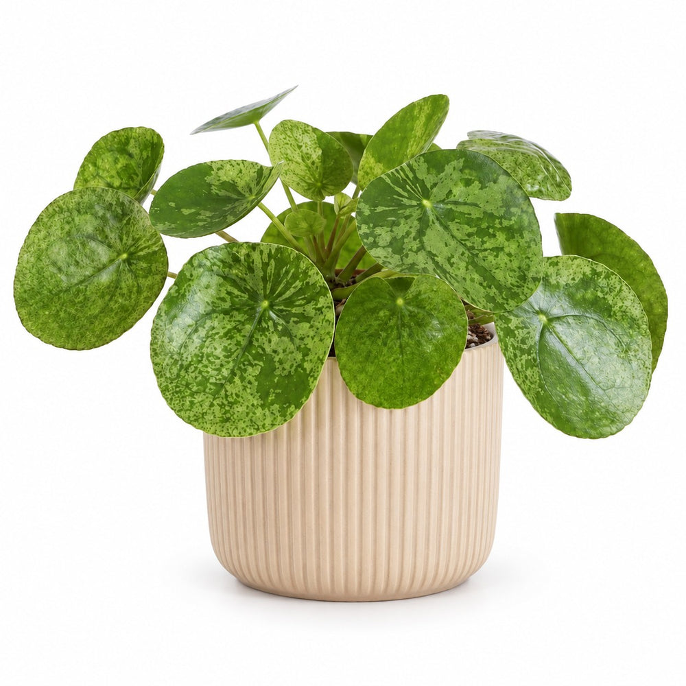 Pilea Mojito - 20cm, Stylingbeispiel im Übertopf (Übertopf nicht enthalten)