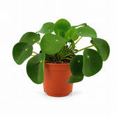 Pilea Peperomioides (15cm, Ø11cm) im Kulturtopf