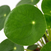 Pilea Peperomioides (15cm, Ø11cm), Nahaufnahme Blatt