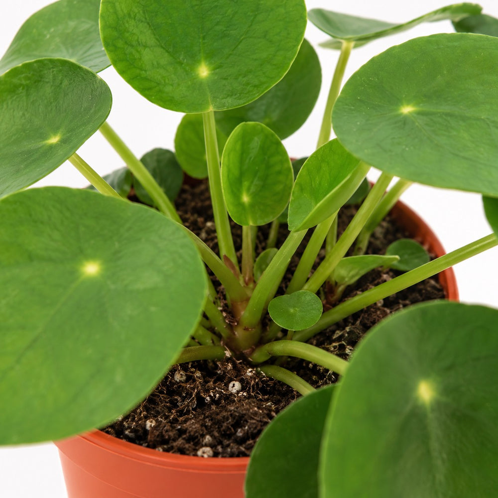 Pilea Peperomioides (15cm, Ø11cm), Nahaufnahme Wuchs und Triebansatz