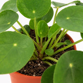 Pilea Peperomioides (15cm, Ø11cm), Nahaufnahme Wuchs und Triebansatz