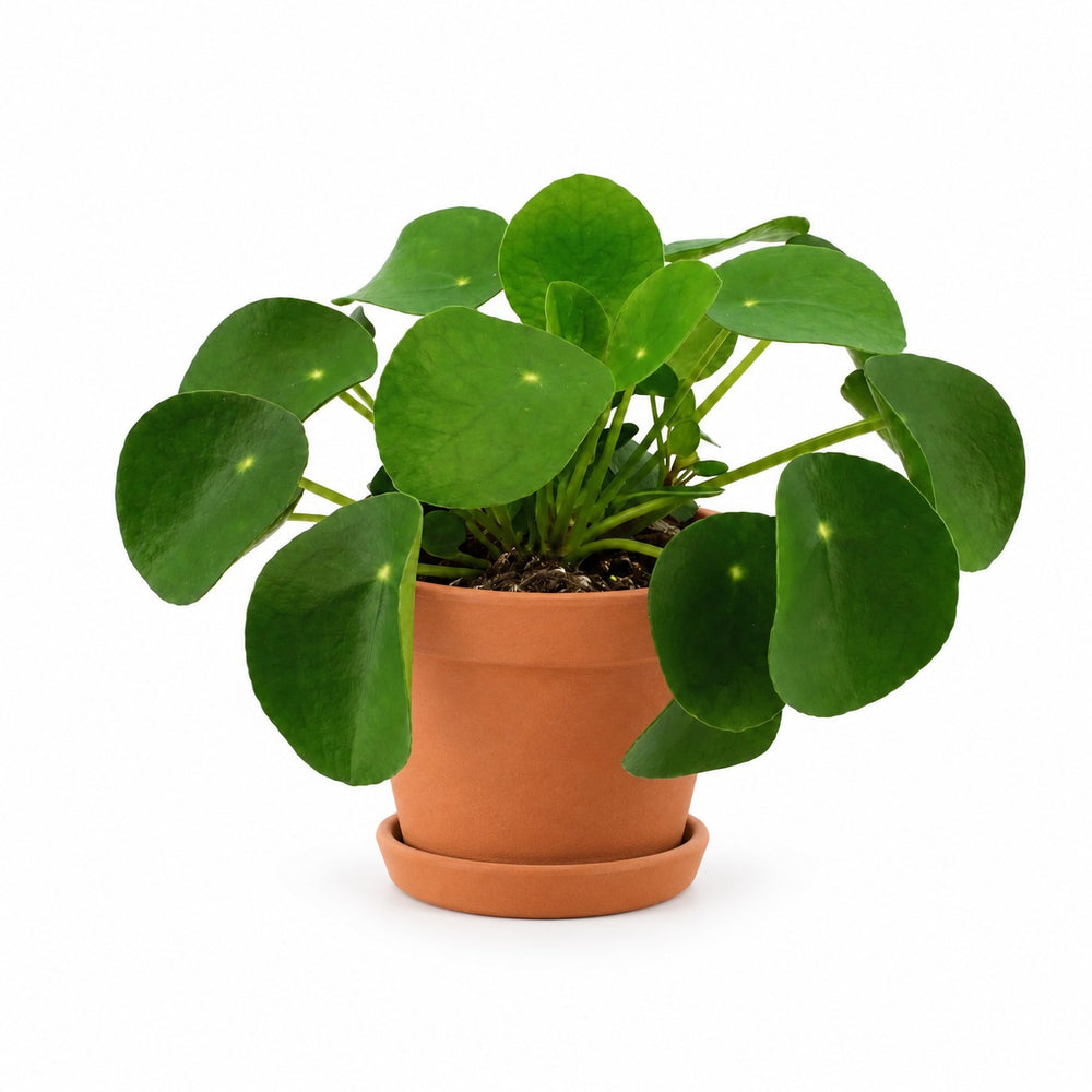 Pilea Peperomioides (15cm, Ø11cm), Stylingbeispiel im Übertopf (Übertopf nicht enthalten)