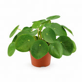 Pilea Peperomioides (20cm, Ø12cm) im Kulturtopf