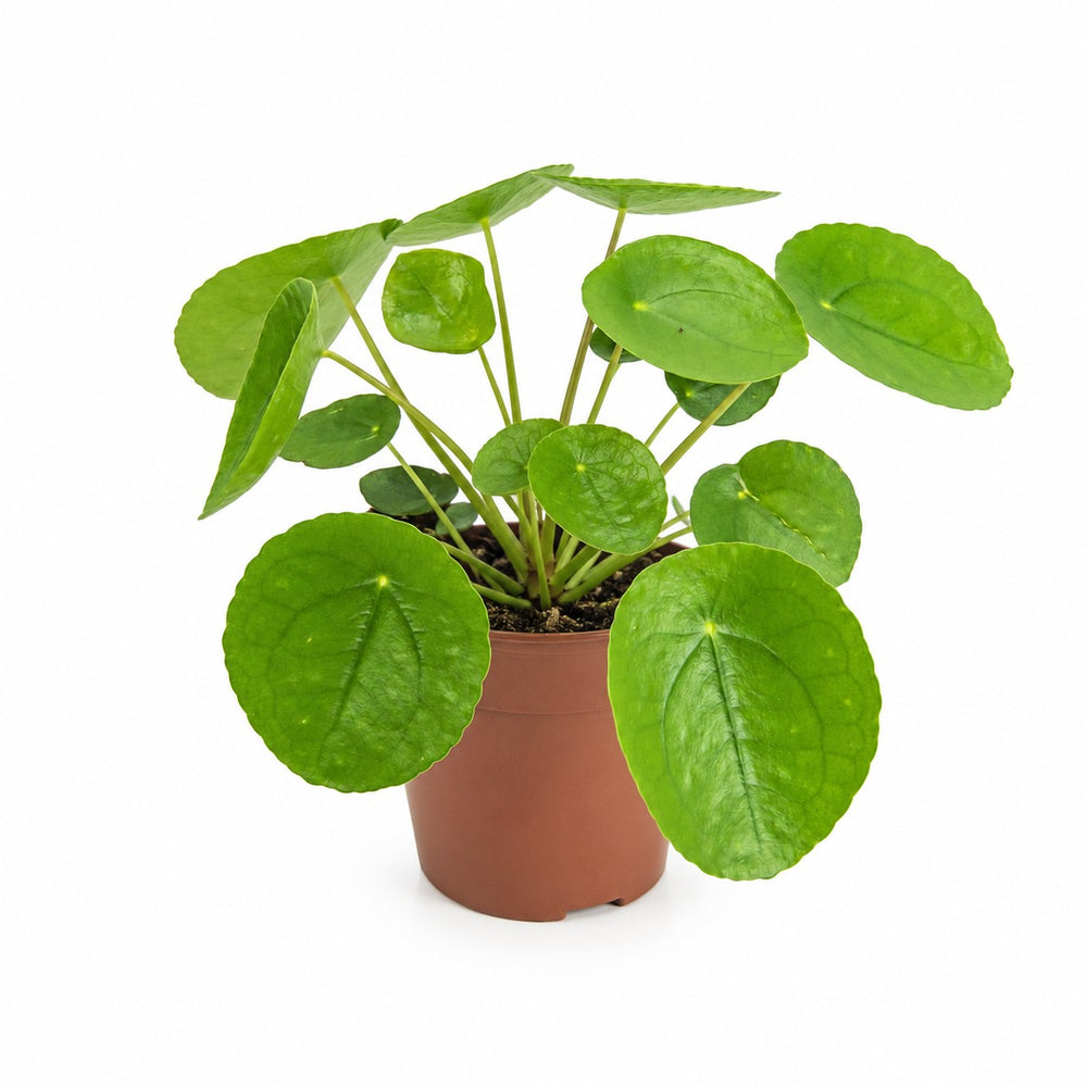 Pilea Peperomioides (20cm, Ø13cm) im Kulturtopf