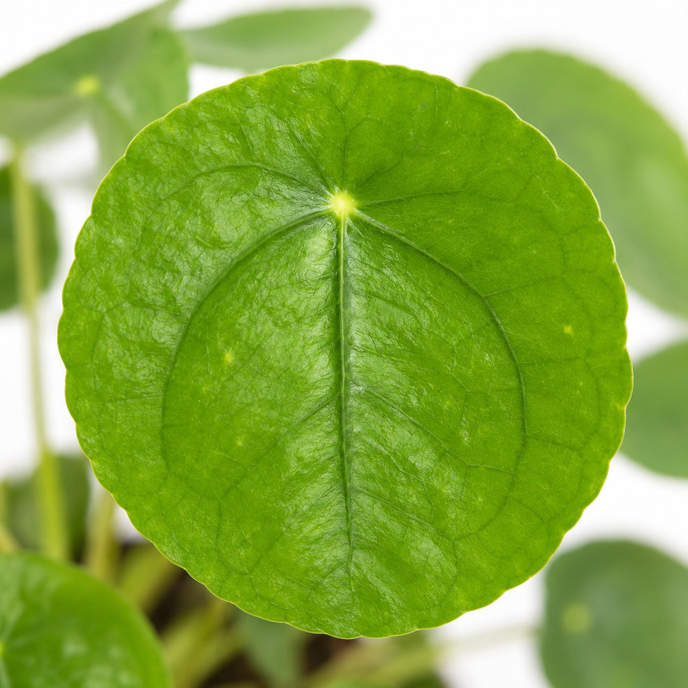 Pilea Peperomioides (20cm, Ø13cm), Nahaufnahme Blatt