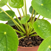 Pilea Peperomioides (20cm, Ø13cm), Nahaufnahme Wuchs und Triebansatz