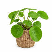Pilea Peperomioides (20cm, Ø13cm), Stylingbeispiel im Übertopf (Übertopf nicht enthalten)