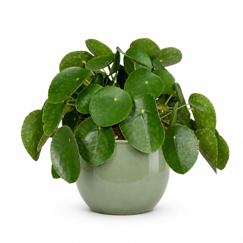 Pilea Peperomioides (25cm, Ø15cm), Stylingbeispiel im Übertopf (Übertopf nicht enthalten)