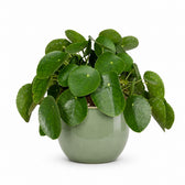 Pilea Peperomioides (25cm, Ø15cm), Stylingbeispiel im Übertopf (Übertopf nicht enthalten)