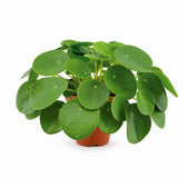 Pilea Peperomioides (30cm, Ø15cm) im Kulturtopf
