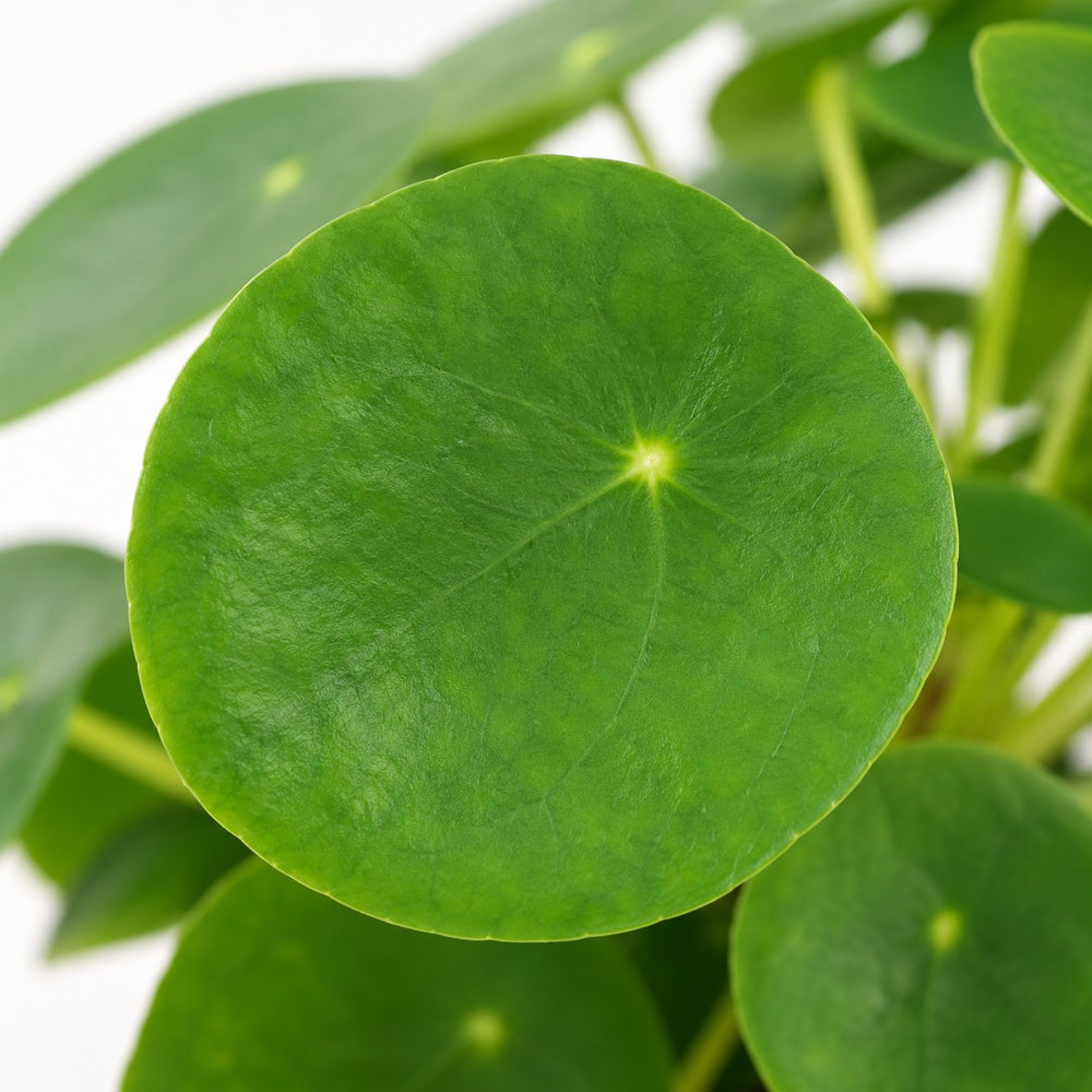 Pilea Peperomioides (30cm, Ø15cm), Nahaufnahme Blatt